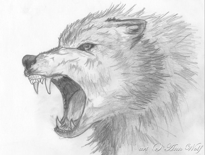 706x533 Wolf Drawings Angry Wolf By Kuutulensudet Wolfs - Angry Wolf Sketch