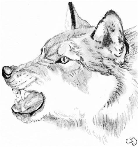 474x503 Angry Black Wolf Drawing. Angry Black Wolves Hasshe - Angry Wolf Sketch