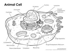 Animal Cell Sketch At Paintingvalley Com Explore Collection Of Animal Cell Sketch
