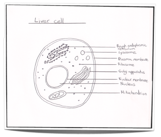 515x440 Ib Biology Notes - Animal Cell Sketch