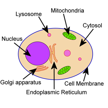 360x360 Introduction To Cell Biology - Animal Cell Sketch