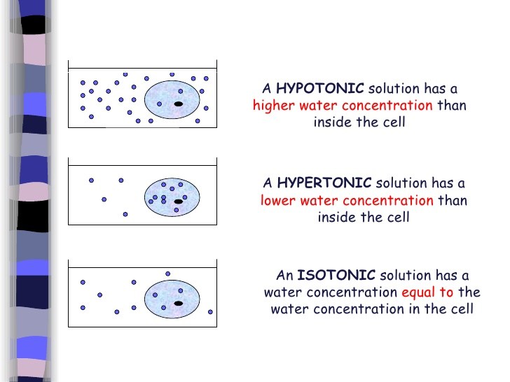728x546 Sketch Of A Animal Cell Hypertonic - Animal Cell Sketch