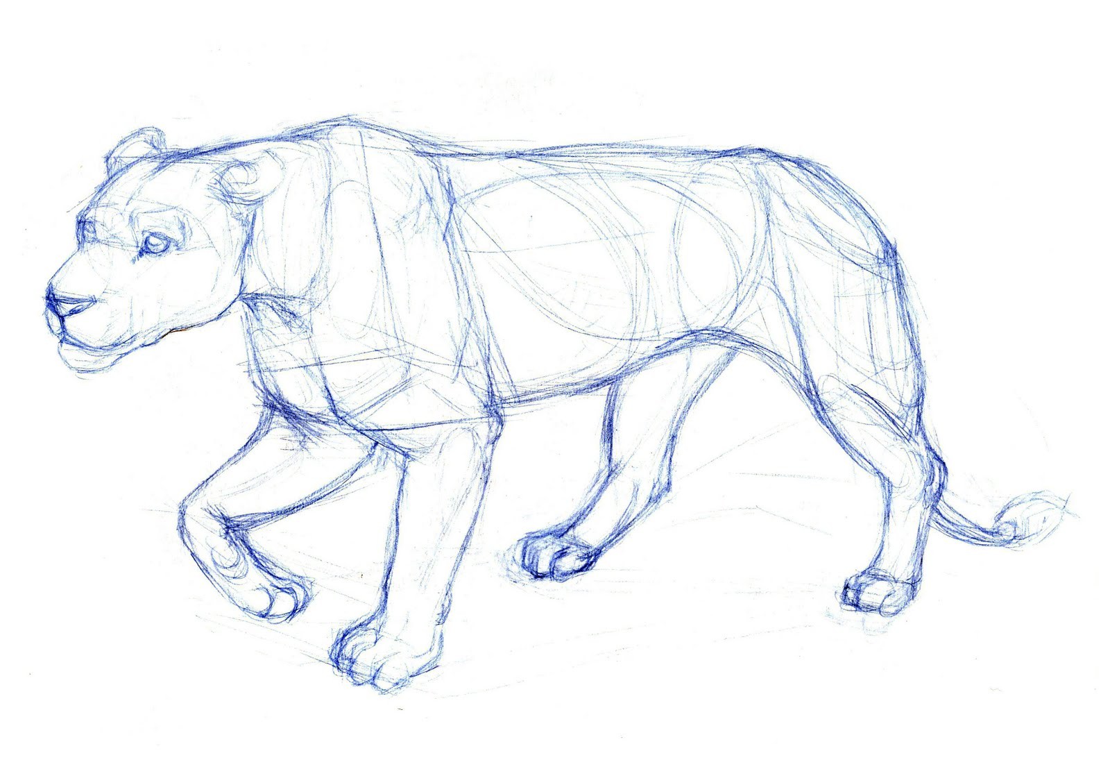1600x1095 Simple Sketches Of Animals Pencil Easy Animal Drawing Blue 3 - Animal Easy Sketch