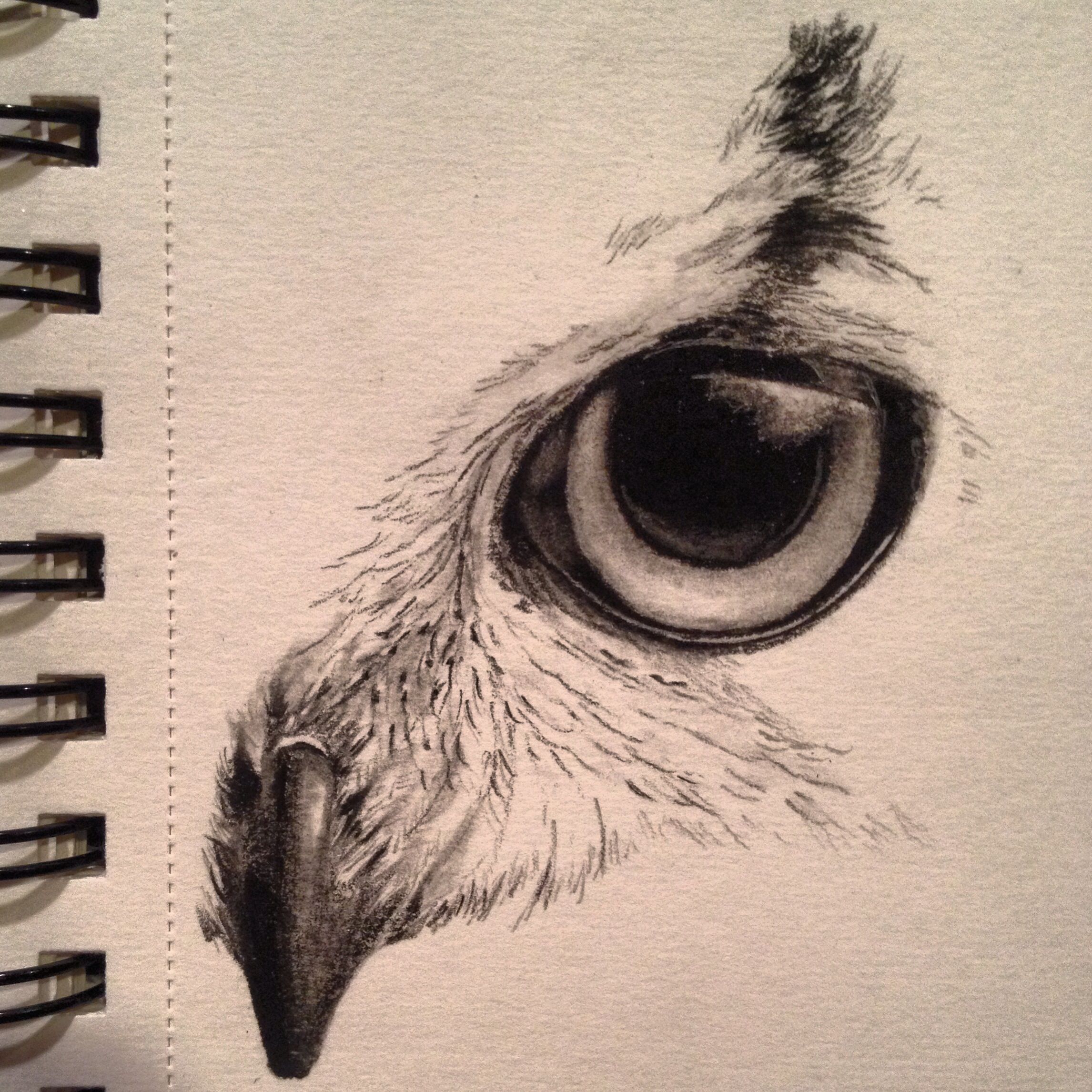 2292x2292 Hermoso Tattoo Owl Sketch, Sketches And Owl - Animal Eye Sketch