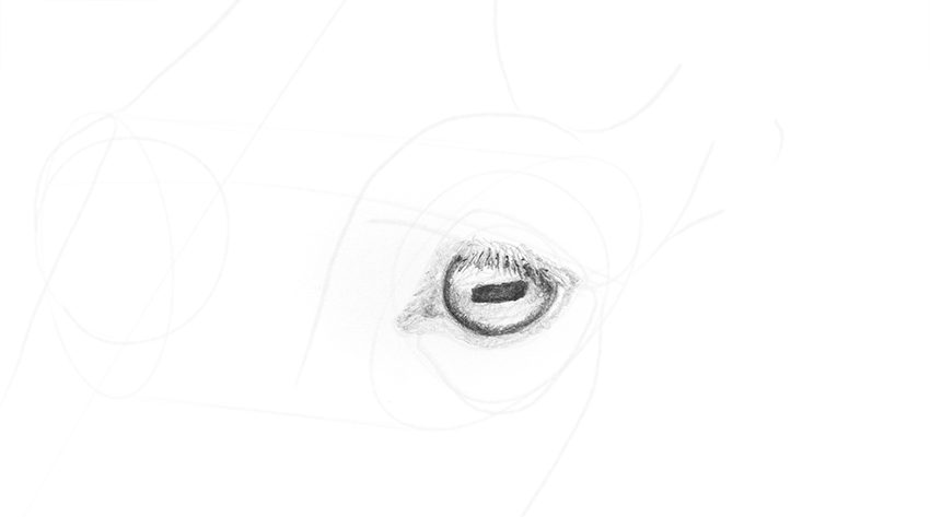 850x473 How To Draw Animal Eyes - Animal Eye Sketch
