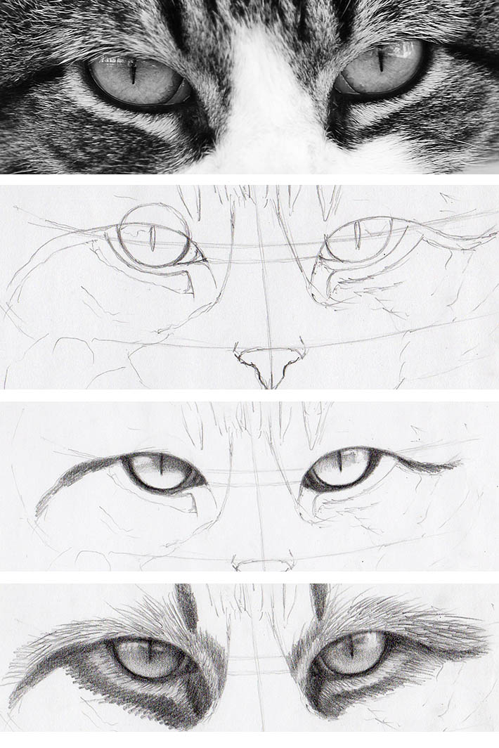 710x1064 How To Draw Cat Eyes That Look Real - Animal Eye Sketch