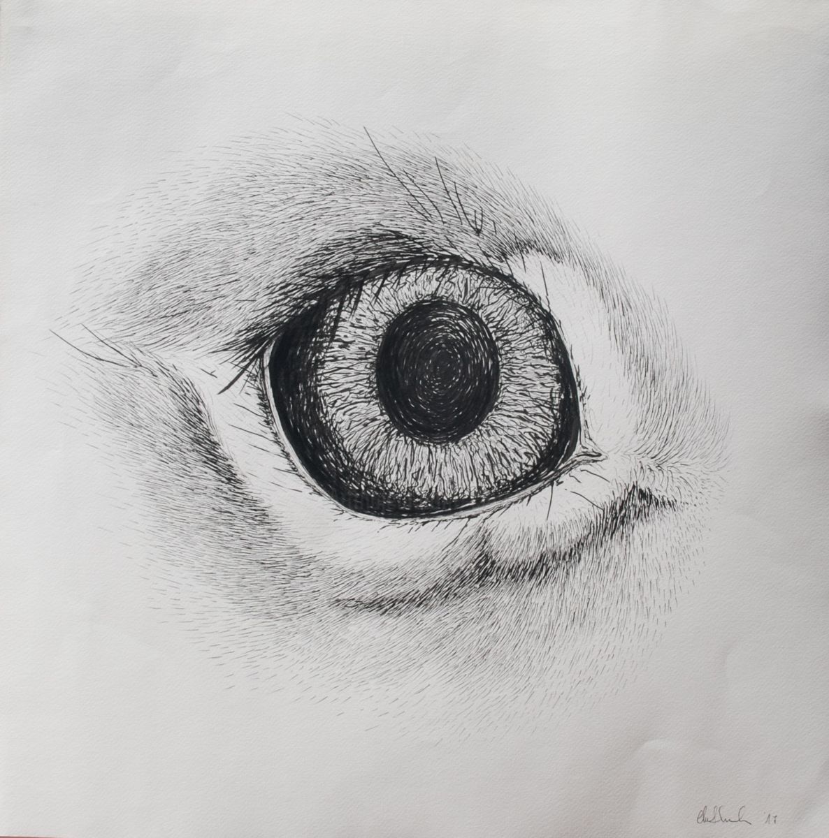 1186x1200 Look Me In The Eye (Clara Almada) - Animal Eye Sketch