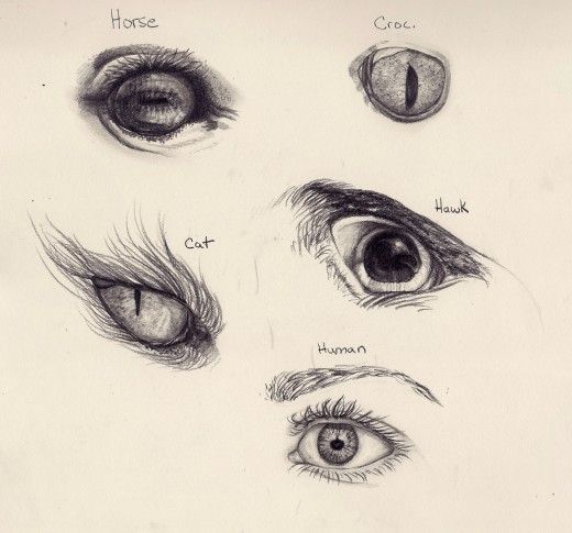 520x485 Pin By On Eyes Drawings, Art And Pencil Drawings - Animal Eye Sketch
