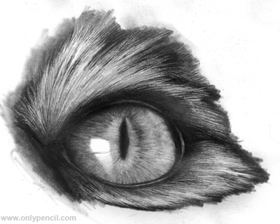 400x320 Realistic Cat Eyes Tutorial By Chandito - Animal Eye Sketch
