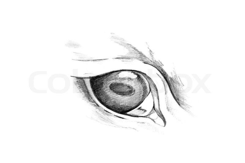 800x532 Sketch Of Tattoo Art, Animal Eyes Stock Photo Colourbox - Animal Eye Sketch