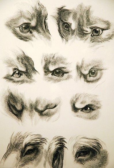 396x582 Animal Eye Drawing Drawings, Art And Painting - Animal Eye Sketch