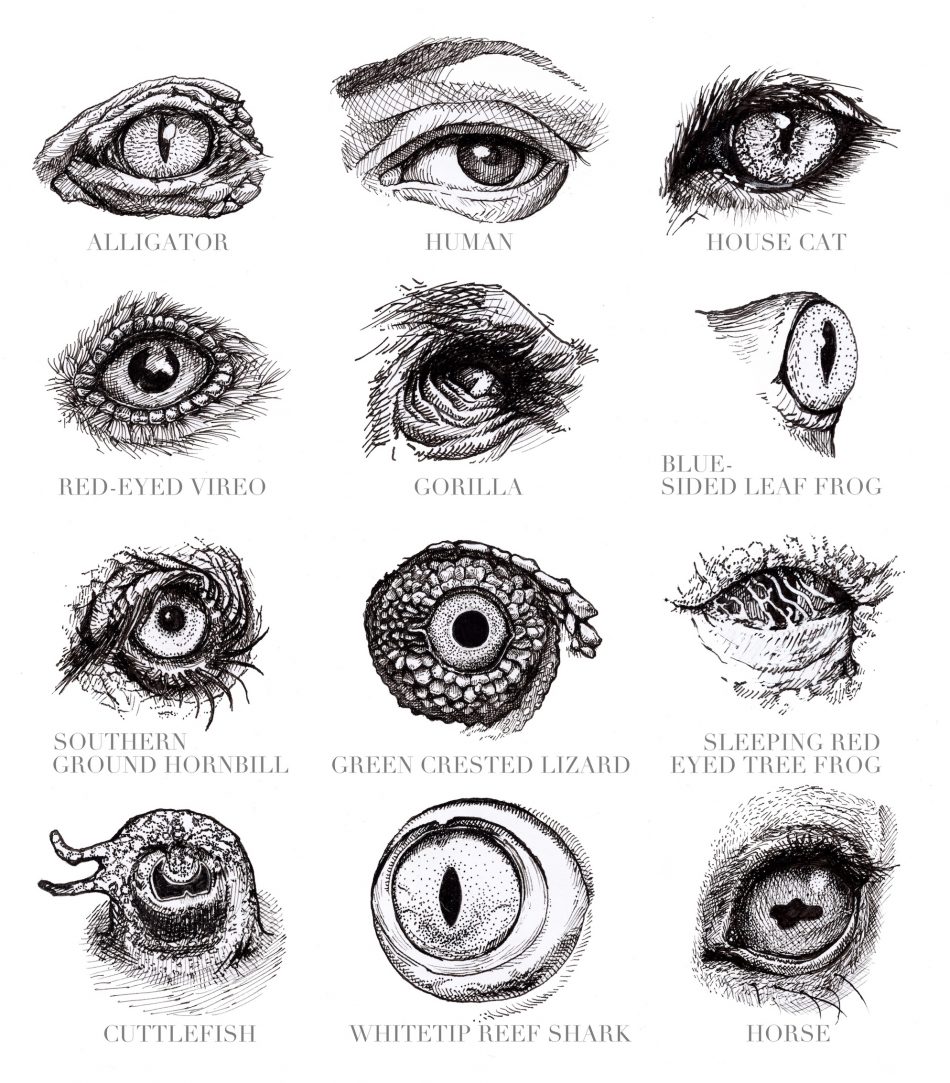 950x1083 Animals Eyes Two Way Tree - Animal Eye Sketch