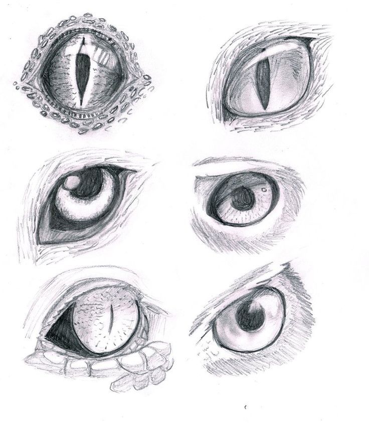 736x843 Drawings Of Animals Eyes - Animal Eye Sketch