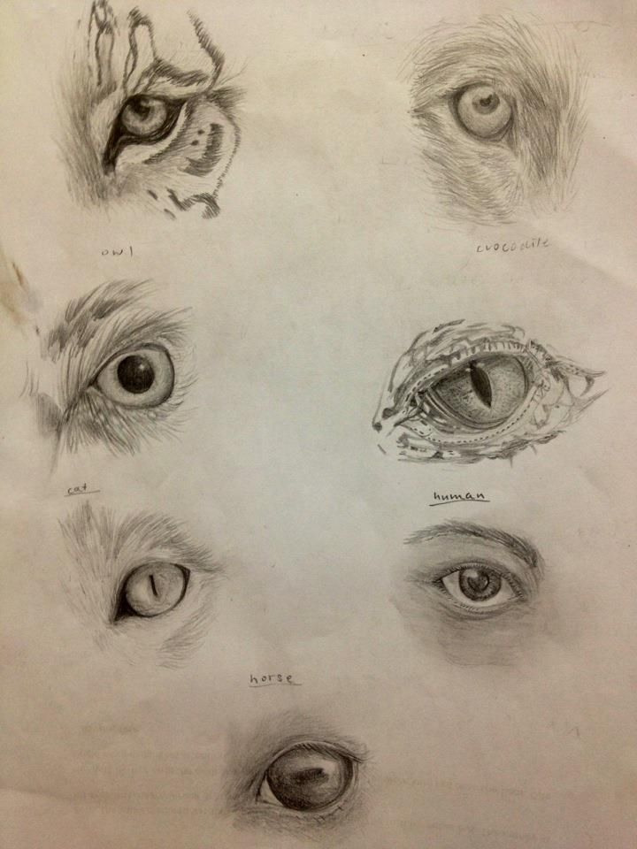 720x960 Animal Eyes By ~glenysakazhenzi Drawing - Animal Eye Sketch