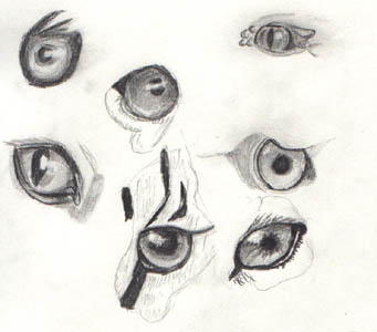 341x300 Guess The Animal Eyes - Animal Eye Sketch