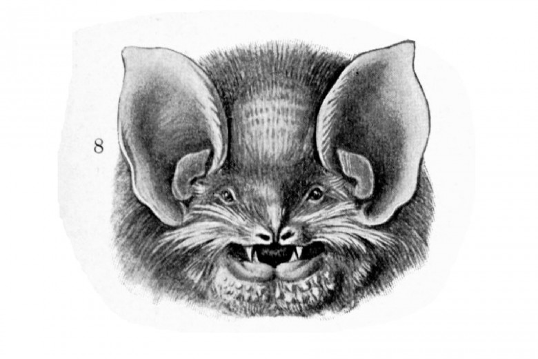 780x520 Animal Animal Heads And Faces Vintage Printable - Animal Face Sketch