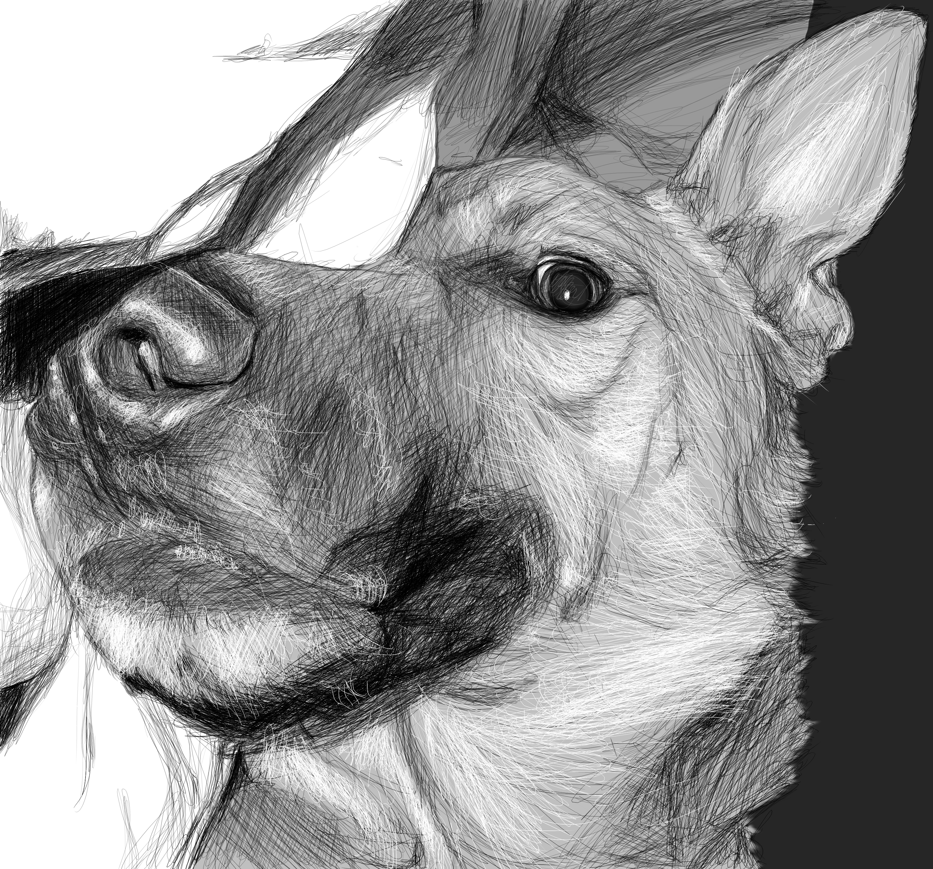 Animal Face Sketch at PaintingValley.com | Explore collection of Animal ...