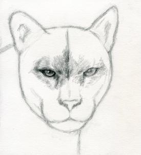 275x302 How To Draw A Realistic Puma, Mountain Lion - Animal Face Sketch