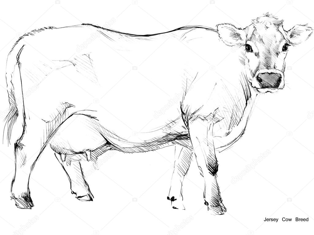 1024x768 Cow Pencil Sketch Cow. Cow Sketch. Dairy Cow Pencil Sketch. Animal - Animal Farm Sketch