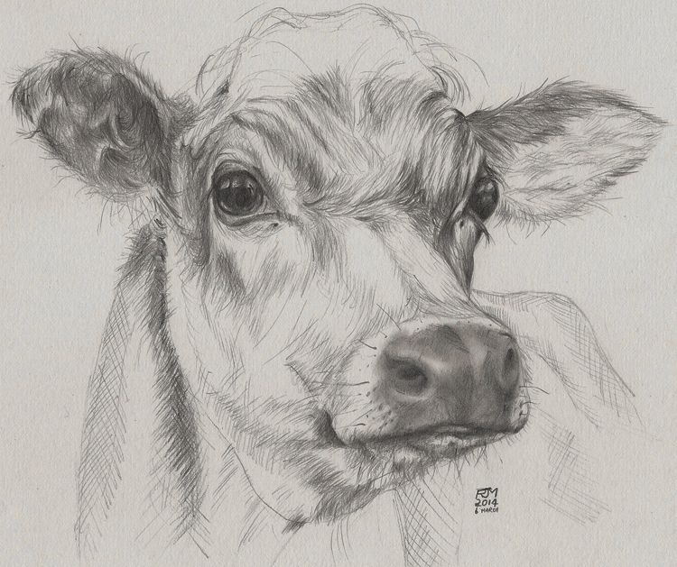 750x629 Drawn Cow Pencil Sketch - Animal Farm Sketch