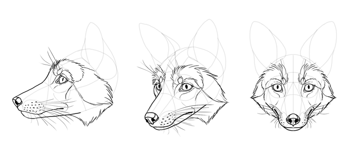 700x289 How To Draw A Fox Step By Step - Animal Head Sketch