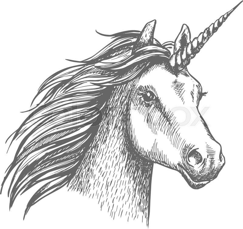 800x753 Unicorn Head. Mythical Heraldic Equine Animal With Horn. Vector - Animal Head Sketch