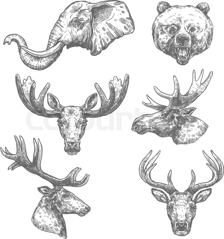 748x800 Animal Isolated Sketch Set Of African And Forest Mammal Animal - Animal Head Sketch