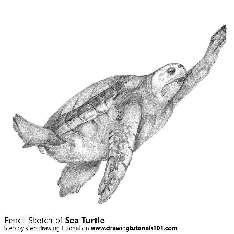 800x800 Sea Turtle From Animal Jam Pencil Drawing - Animal Jam Sketches