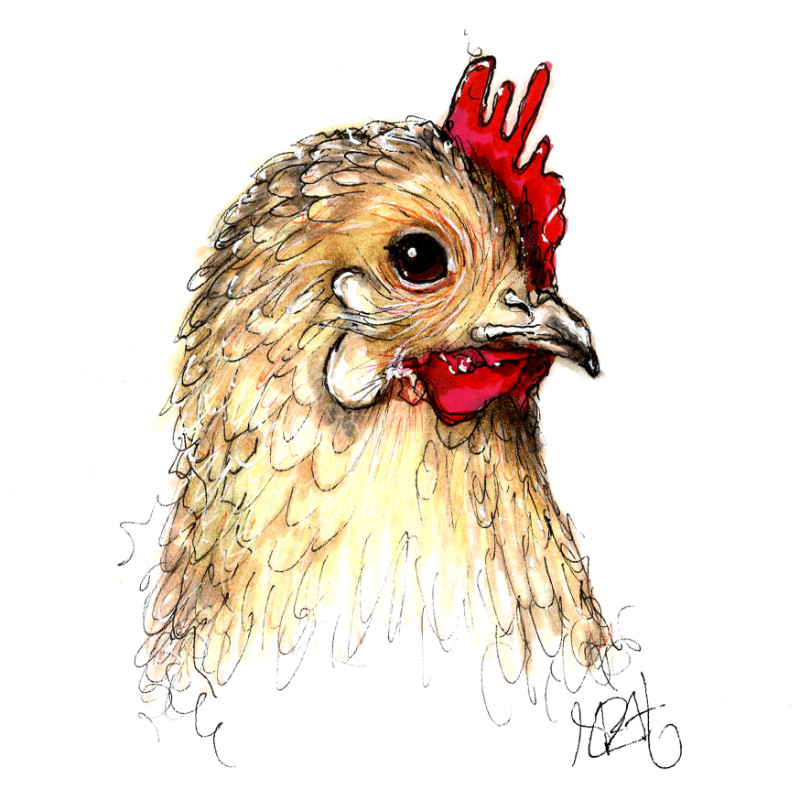 800x800 Chicken Sketch Print On Canvas - Animal Print Sketch