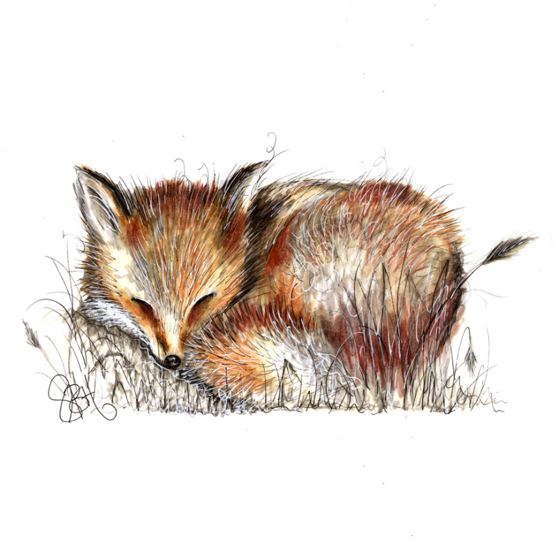 800x800 Fox Sketch Print On Canvas - Animal Print Sketch