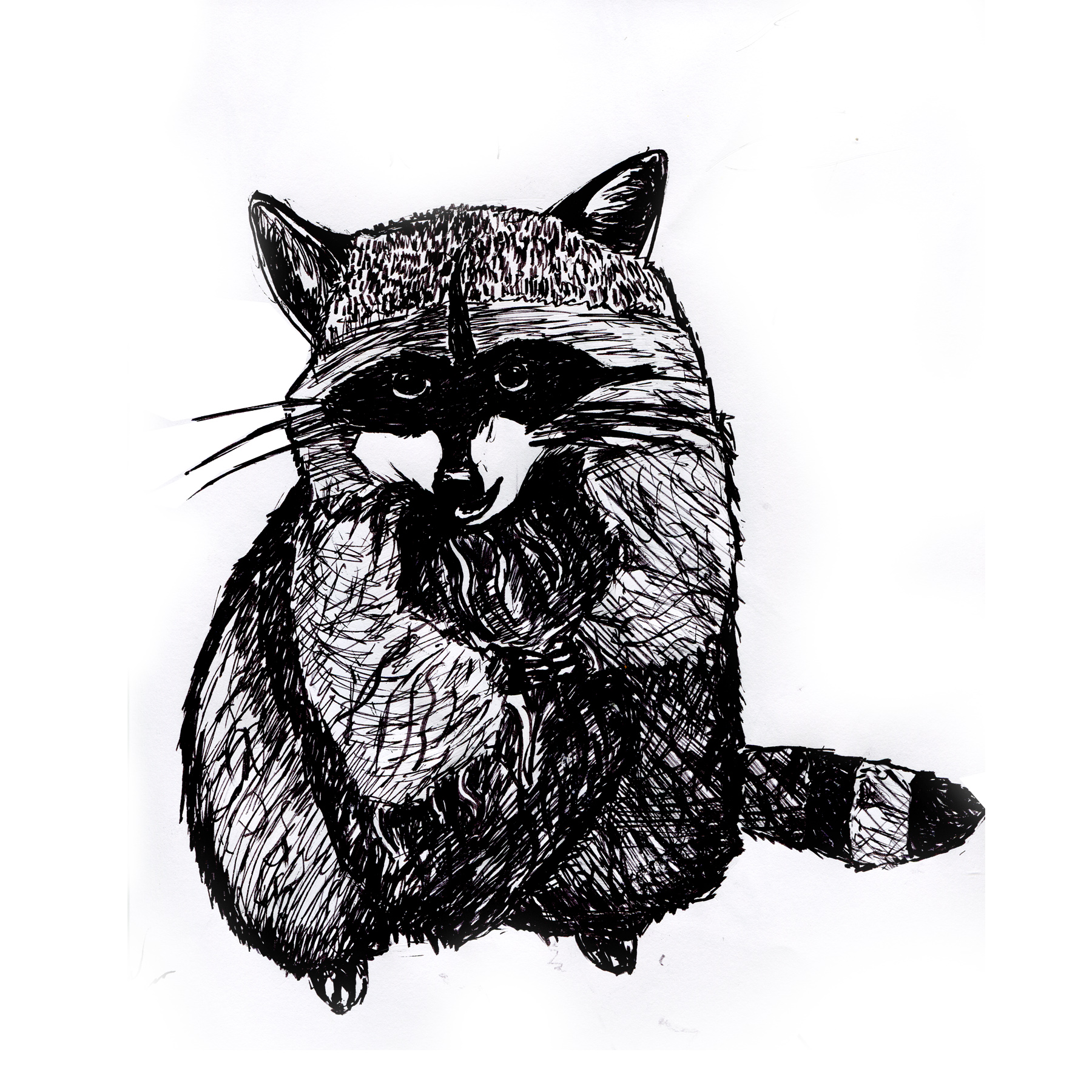 1800x1800 Raccoon Print Black And White Animal Ink Drawing Series On Luulla - Animal Print Sketch