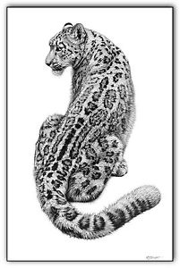 201x300 Snow Leopard Print Picture Wildlife Sketch Wall Fine Art Animal - Animal Print Sketch