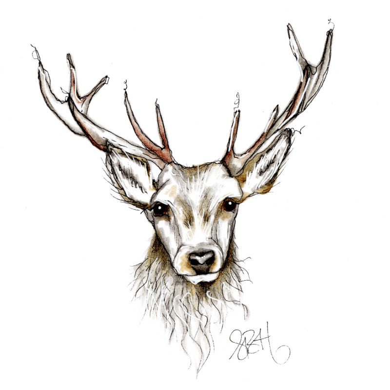800x800 Stag Sketch Print On Canvas - Animal Print Sketch