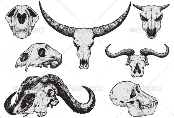 590x400 Animal Skulls - Animal Skeleton Sketch