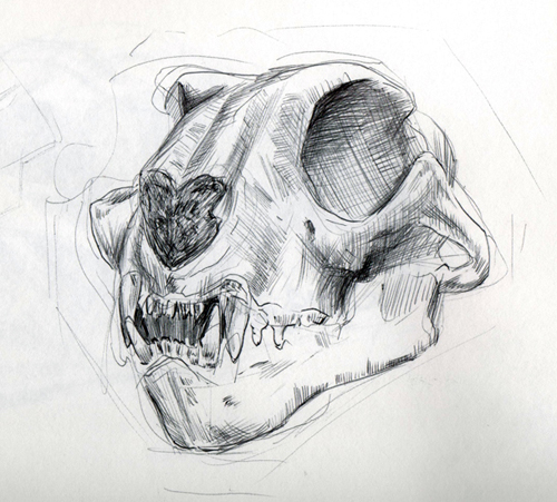 500x451 Animal Skulls - Animal Skeleton Sketch