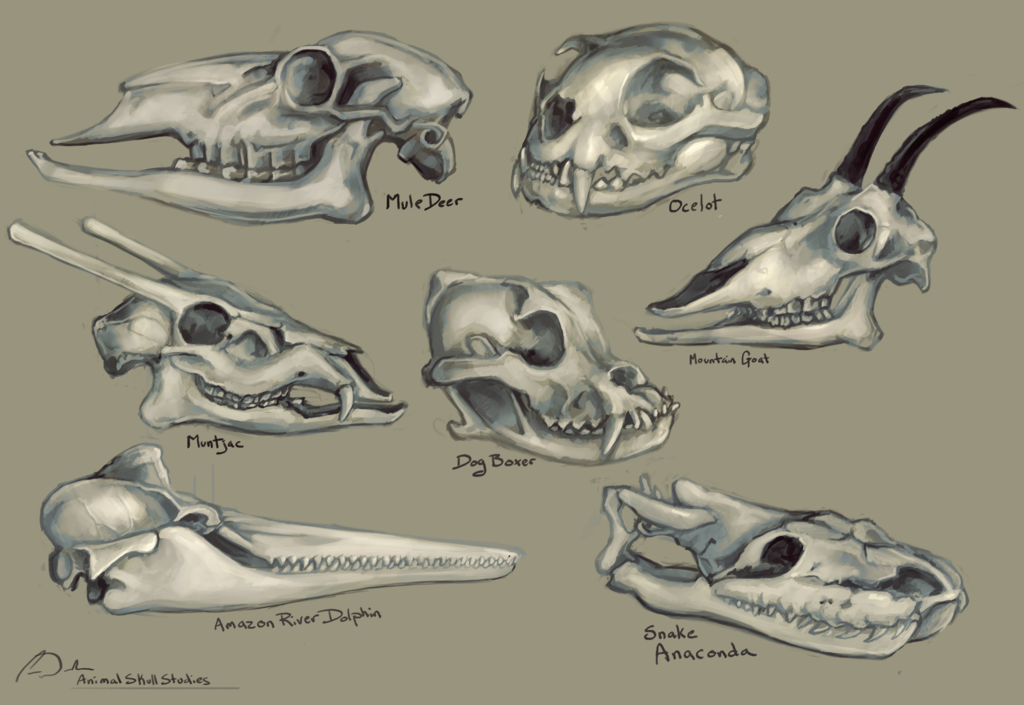 1024x705 Animal Skulls Study By Charfade - Animal Skeleton Sketch
