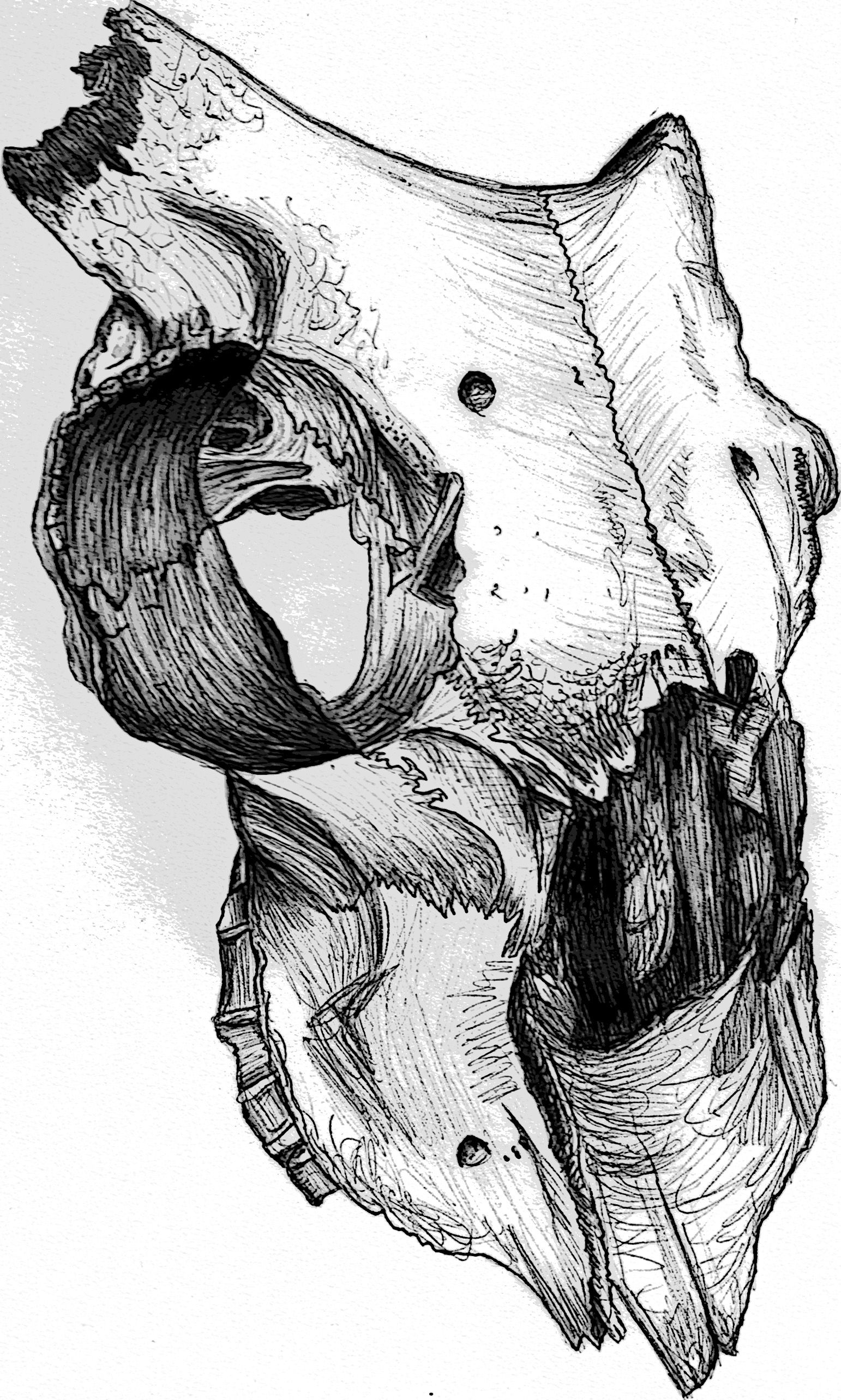 1542x2568 Animal Skull Biro Drawing, Animal Structure Project, Kat Russell - Animal Skeleton Sketch