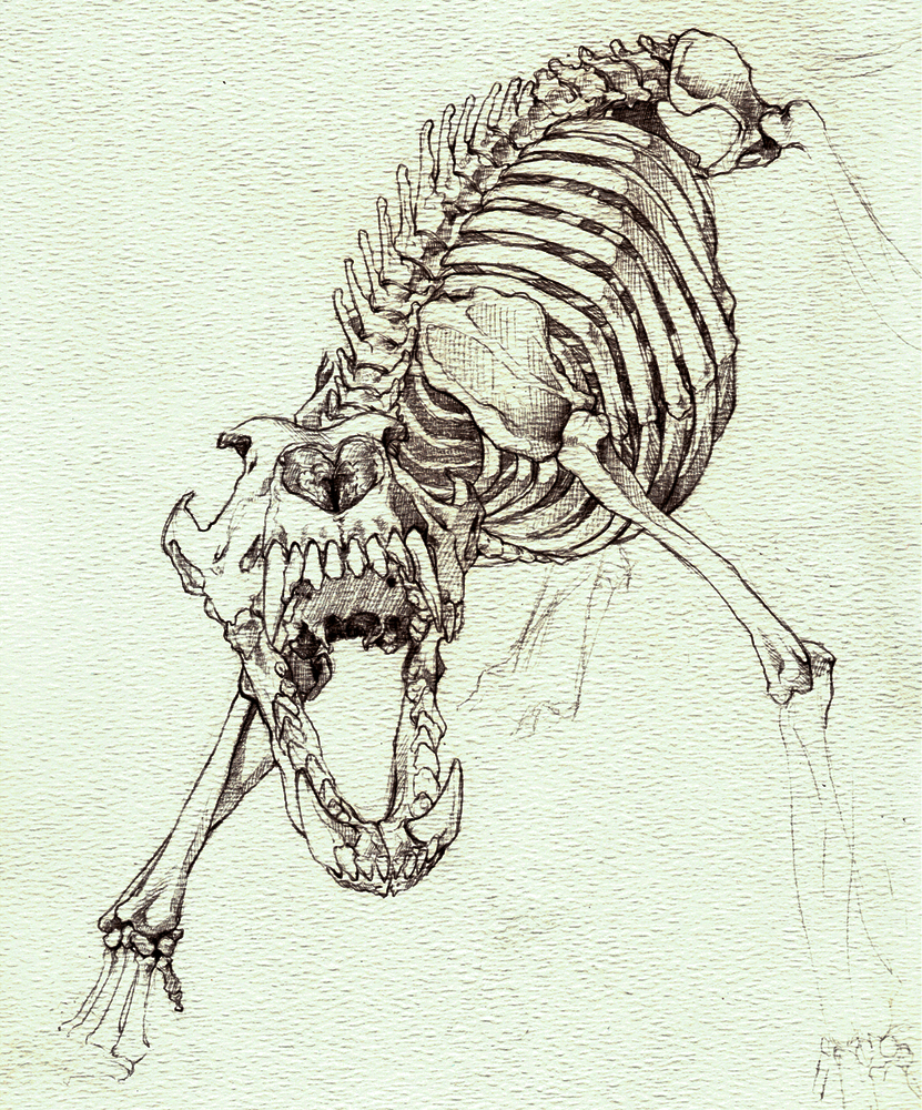 831x1000 More Like Wolf Skeleton Study By Dark Wolf X - Animal Skeleton Sketch