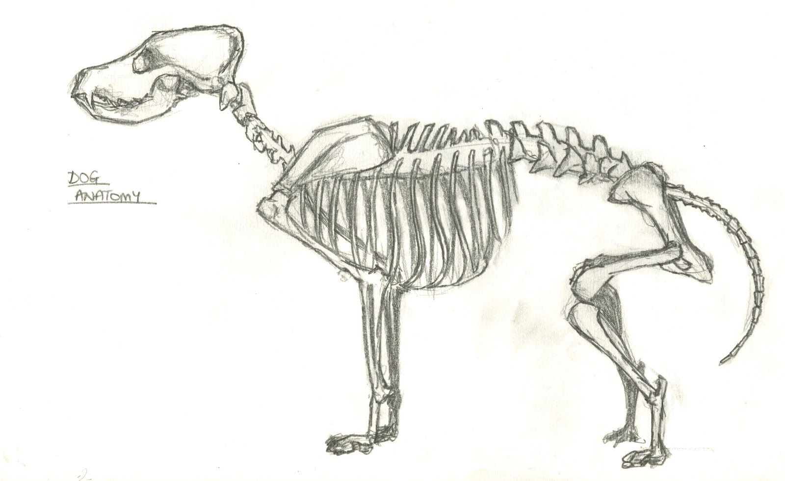 1600x981 Dog Skeleton Sketch Advanced Animation Skills Research - Animal Skeleton Sketch