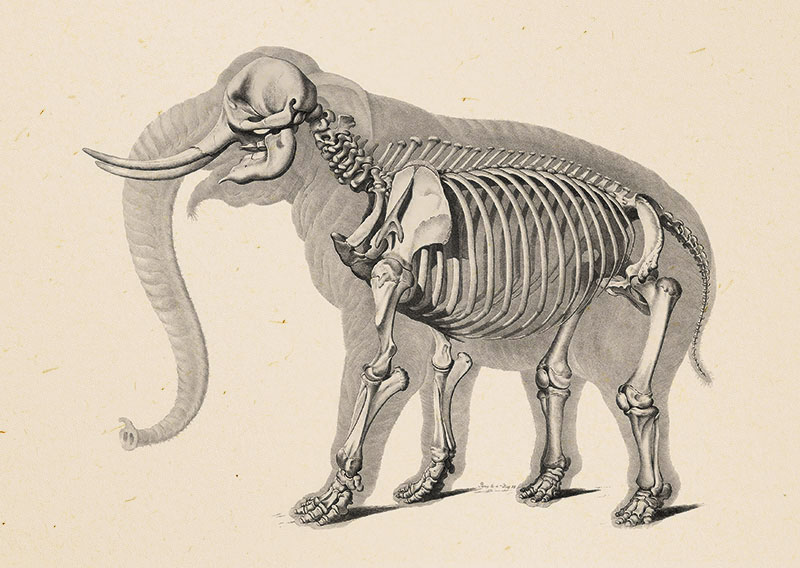 800x568 Postcard Animal Skeleton - Animal Skeleton Sketch