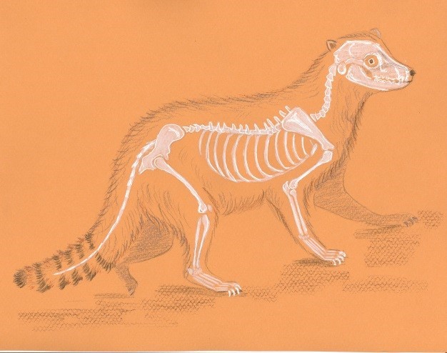 626x494 Spooky Nature Facts Skeletons And Bones - Animal Skeleton Sketch