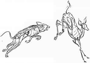 296x210 Tips On Drawing Animals - Animal Skeleton Sketch