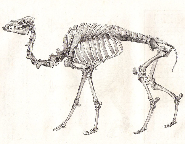 625x487 What Animal Is This Skeleton Inside Of - Animal Skeleton Sketch