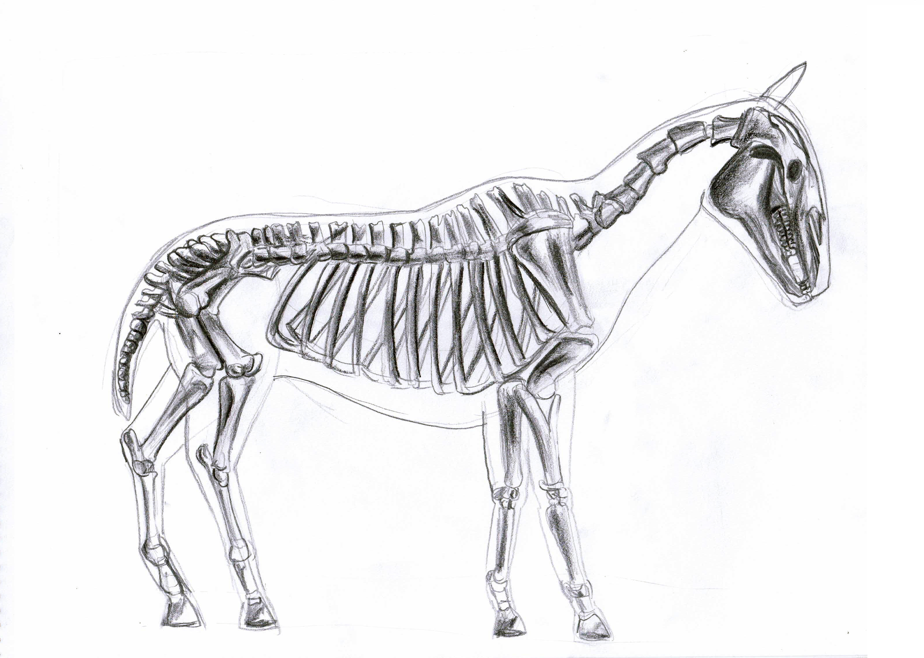 Animal Skeleton Sketch at Explore collection of