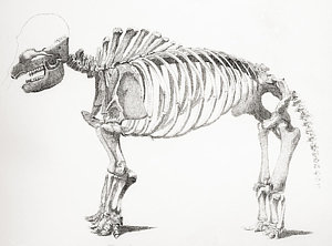 300x222 Animal Skeleton Drawings Fine Art America - Animal Skeleton Sketch