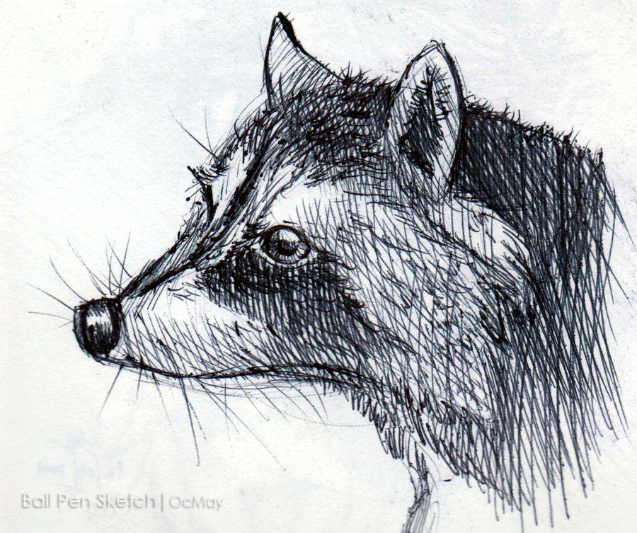 900x753 Ball Pen Sketch Animal By Ocmay - Animal Sketch Art