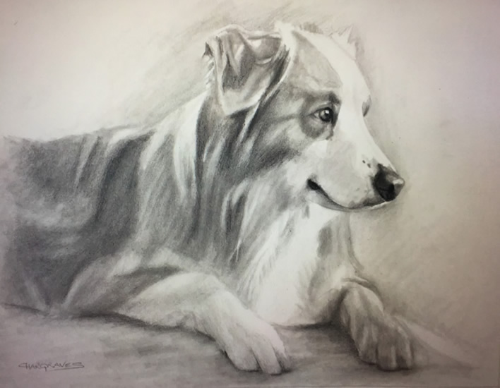 708x550 Charcoal Pet Portrait Drawing Sketches Of Dogs,cat,horse,animal - Animal Sketch Art