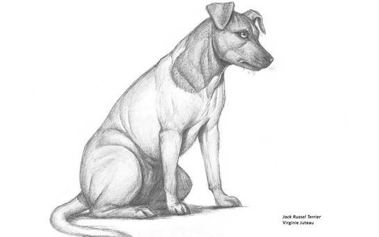 545x342 Drawing Animals Syn Studio Art School In Montreal, Quebec, Canada - Animal Sketch Art