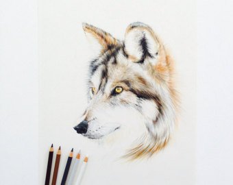 340x270 Pencil Drawings Amp Illustrations Etsy - Animal Sketch Art