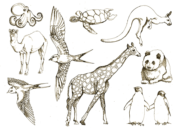 600x450 Animal Drawings On Behance - Animal Sketch Drawing